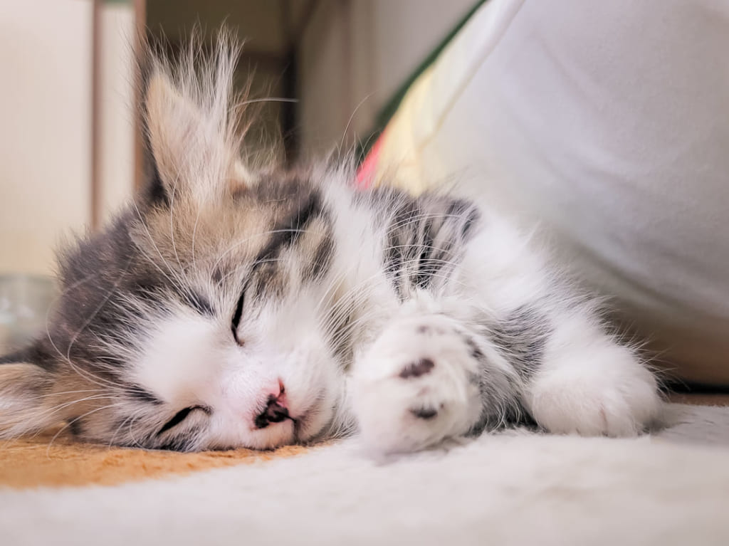 子猫