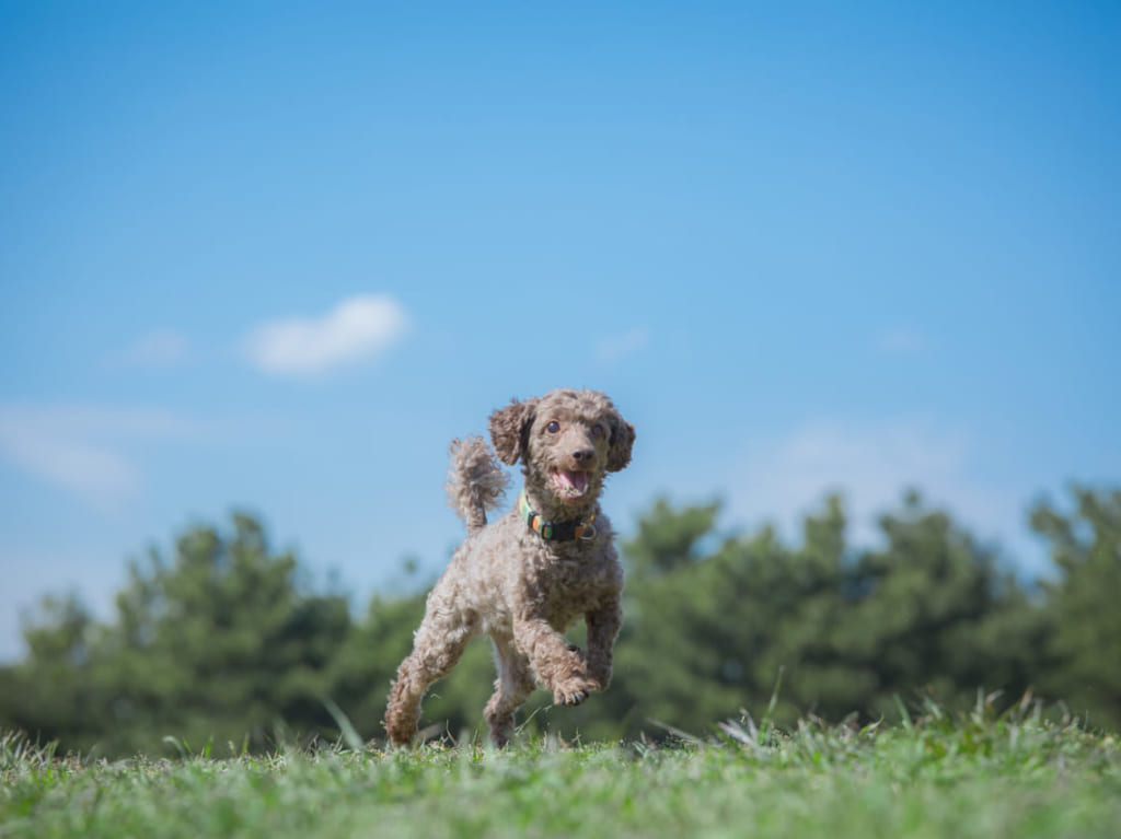 犬