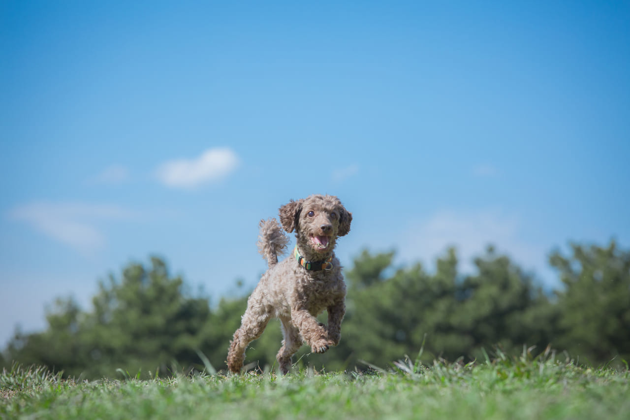 犬