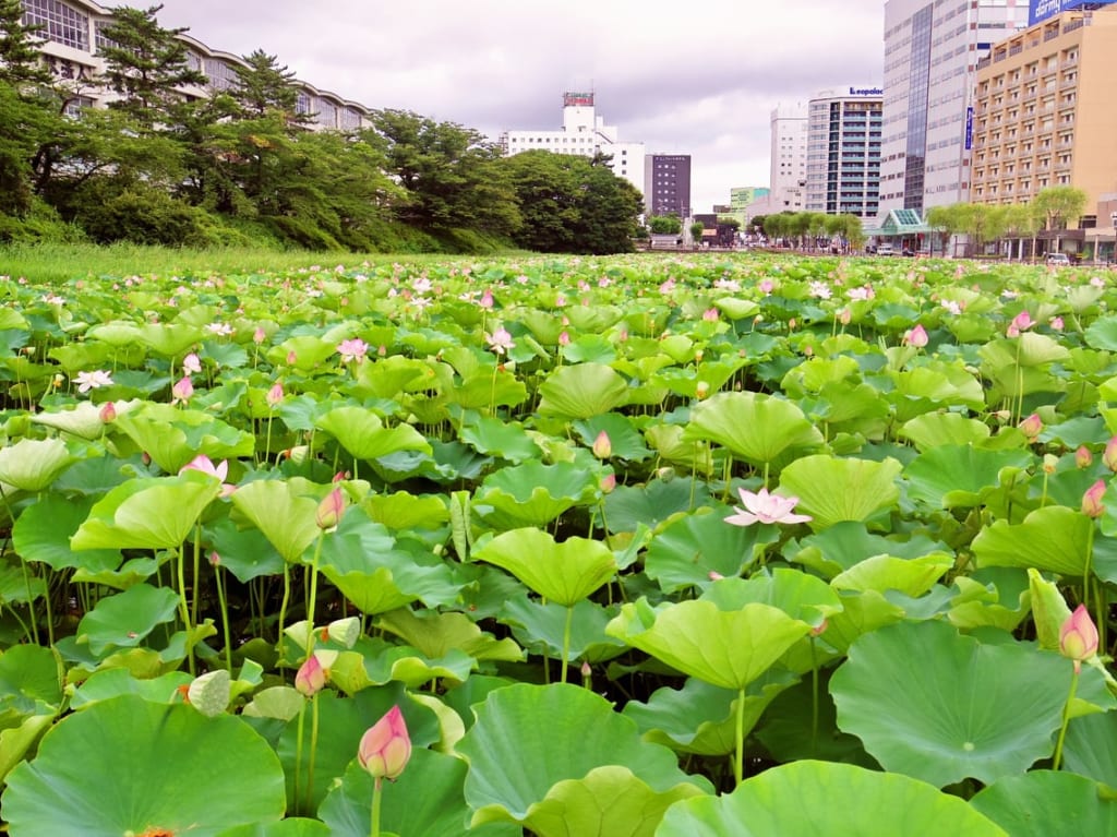 千秋公園のお堀