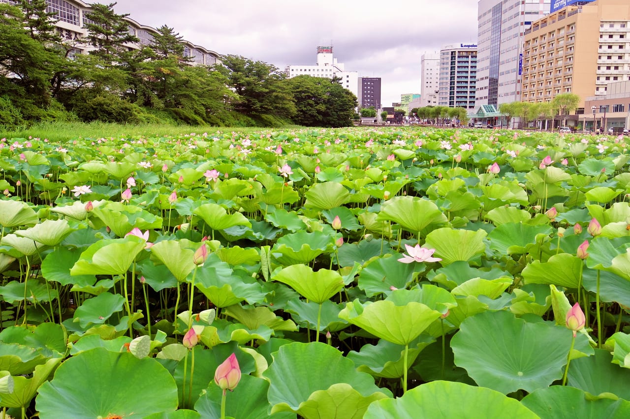 千秋公園のお堀