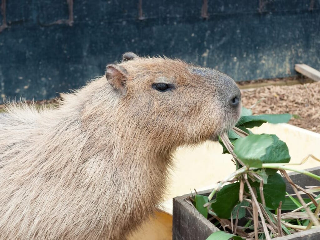 カピバラ